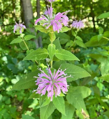 Bergamot herb seeds for home gardening and botanical collections