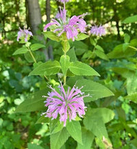 Bergamot Herb Seeds Featuring Lavender, Lemon, Sweetleaf and Yellow Dotted Mint Varieties