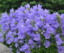 Bellflower Willow Peach Lived Blue Campanula Persicifolia – Perennial Flower Seeds