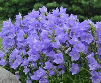 Bellflower Willow Peach Lived Blue Campanula Persicifolia – Perennial Flower Seeds