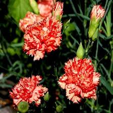 Carnation Chabaud Avranchin Dianthus Caryophyllus – Dwarf Garden Flower Seeds