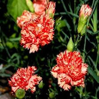 Carnation Chabaud Avranchin Dianthus Caryophyllus – Dwarf Garden Flower Seeds