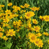 Arnica Montana Seeds for Growing a Perennial Flowering Herb in Home Gardens and Botanical Plant Collections