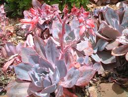 Echeveria Runyonii Crassulaceae Seedum Succulent