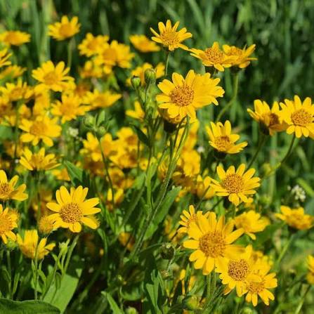 Arnica Montana plant seeds for specialty botanical gardening