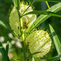 Asclepias physocarpa Swan Plant with cream-white flowers, narrow green foliage, and inflated seed pods in a butterfly garden