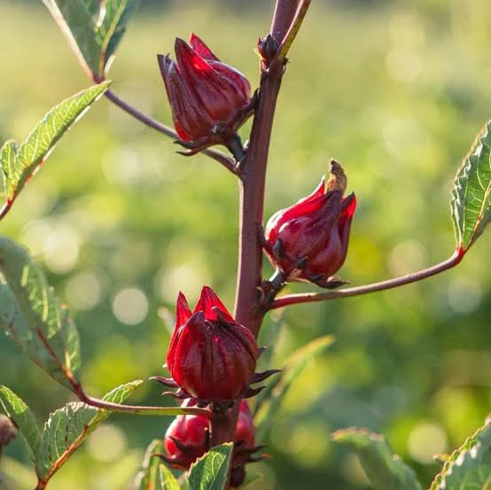 Roselle Hibiscus sabdariffa flowering plant with pale yellow flowers, dark red centers, green lobed foliage, and bright red calyces