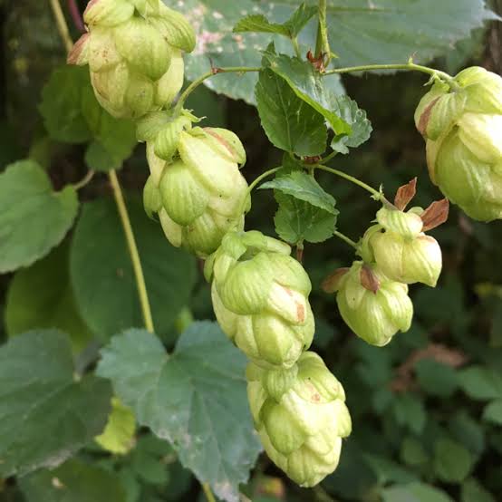 Common Hops Humulus lupulus perennial climbing vine with deeply lobed green leaves and pale green papery hop cones growing on a garden trellis