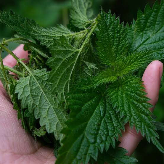 Stinging nettle growing in a garden with leafy green foliage