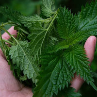 Stinging nettle growing in a garden with leafy green foliage