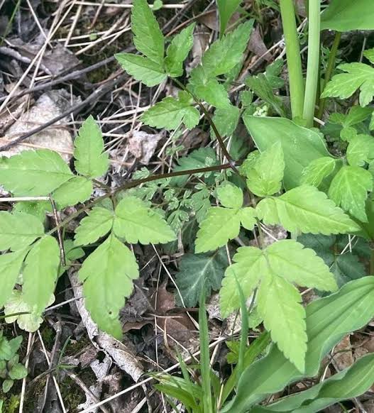Western sweetroot, Osmorhiza occidentalis perennial plant with divided green foliage and clustered flowers