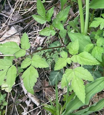 Western sweetroot, Osmorhiza occidentalis perennial plant with divided green foliage and clustered flowers