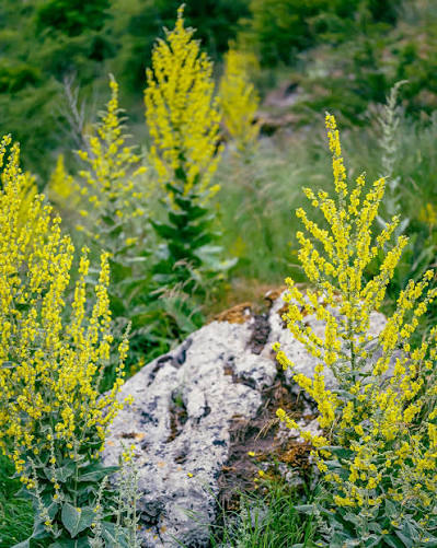 Greek Mullein ornamental flowering plant growing in a sunny garden setting