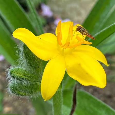 Hypoxis hemerocallidea African Star flowering plant with bright golden-yellow star-shaped flowers and long arching green leaves