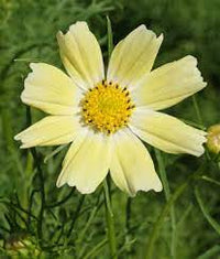 Cosmos Cosmos Bipinnatus – Sonata Yellow Garden Flower Seeds