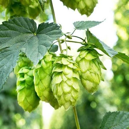 Humulus lupulus Seeds – Common Hops Perennial Climbing Vine