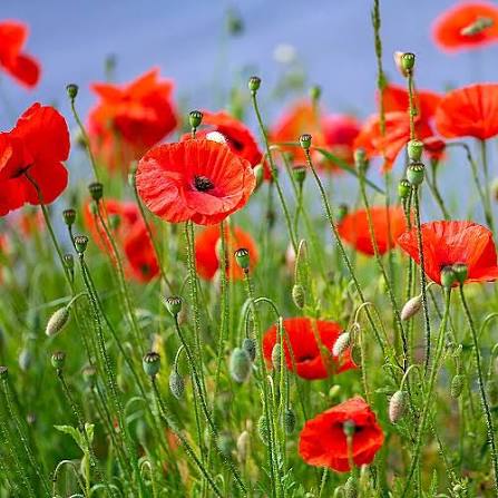 Hayflower Pasture Blend Seeds for Natural Meadow Growing