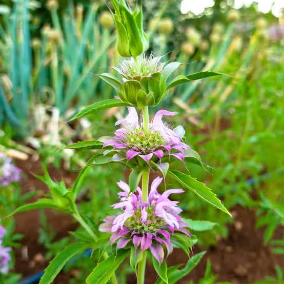 Bergamot herb seeds featuring Lavender, Lemon, Sweetleaf and Yellow Dotted Mint varieties