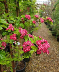 English Hawthorn, Crataegus laevigata Seeds for Landscape Gardens