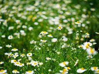 Chamomile Roman Chamaemelum Nobile – Aromatic Garden Herb Seeds