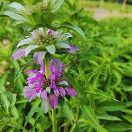 Lavender Bergamot Monarda fistulosa seeds for outdoor garden planting