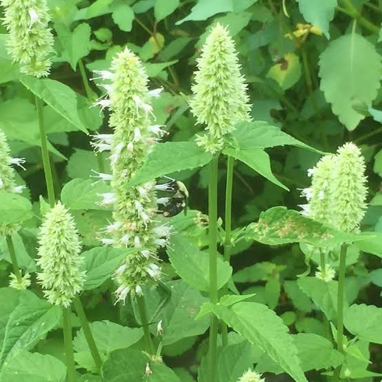 Giant Yellow Hyssop, Agastache nepetoides Seeds for Wildflower Gardens