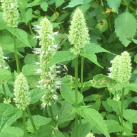 Giant Yellow Hyssop, Agastache nepetoides Seeds for Wildflower Gardens