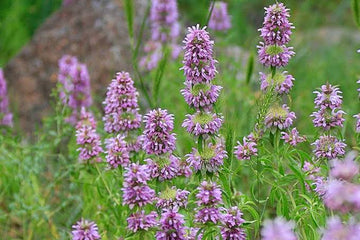 Bergamot and aromatic herb seeds for home gardening