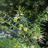 Swan Plant Asclepias physocarpa Seeds for Growing Unique Flowering Plants in Botanical Gardens