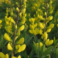 Wild Indigo, Baptisia tinctoria Seeds for Native Wildflower Gardens