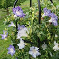 Kikyo Blue Speckled – Garden Flower Seeds