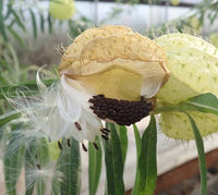 Asclepias physocarpa Swan Plant Seeds for Butterfly Gardens and Natural Landscapes