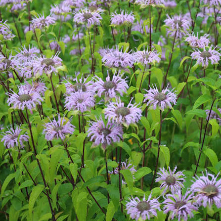 Monarda fistulosa flowering perennial with lavender-purple flower clusters