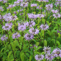 Monarda fistulosa flowering perennial with lavender-purple flower clusters