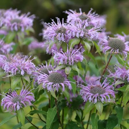 Lavender Bergamot Monarda fistulosa Seeds for Home Gardens and Outdoor Planting