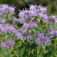 Lavender Bergamot Monarda fistulosa Seeds for Home Gardens and Outdoor Planting