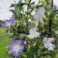 Kikyo Blue Speckled – Garden Flower Seeds
