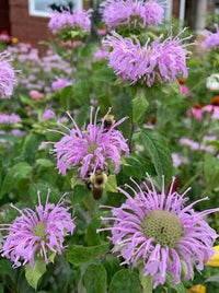 Monarda fistulosa flowering perennial with lavender-purple flower clusters