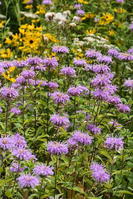 Bergamot Lavender Monarda fistulosa Seeds for Herb Gardens and Natural Landscaping