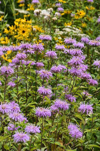 Bergamot Lavender Monarda fistulosa Seeds for Herb Gardens and Natural Landscaping