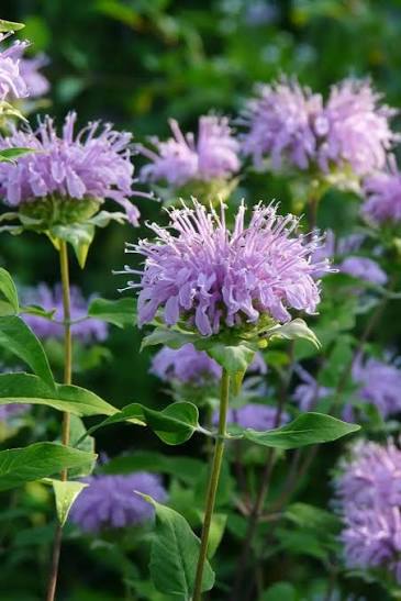 Wild Bergamot Lavender Monarda fistulosa seeds for cottage garden planting