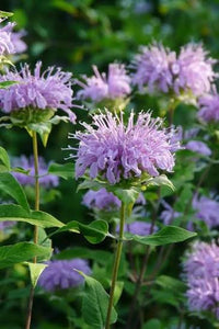 Bergamot, Lavender Monarda fistulosa seeds