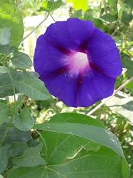Rebecca Ipomoea Purpurea – Garden Flower Seeds
