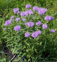 Monarda fistulosa flowering plant with lavender-purple flower clusters
