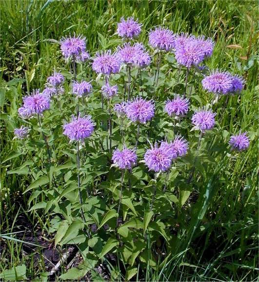 Lavender Bergamot Monarda fistulosa flowering perennial herb