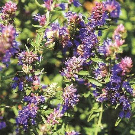 Common Hyssop, Hyssopus officinalis Seeds for Herb Gardens