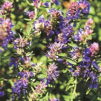 Common Hyssop, Hyssopus officinalis Seeds for Herb Gardens