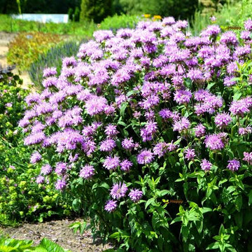 Bergamot Lavender Monarda fistulosa seeds for home gardening