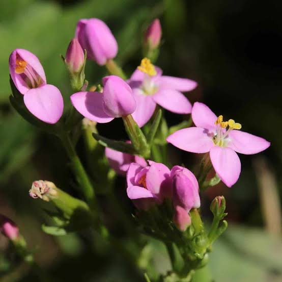 European Centaury (Centaurium erythraea) organic wildflower with delicate pink star-shaped flowers, slender green stems, and natural foliage.