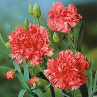 Carnation Chabaud Avranchin Dianthus Caryophyllus – Dwarf Garden Flower Seeds